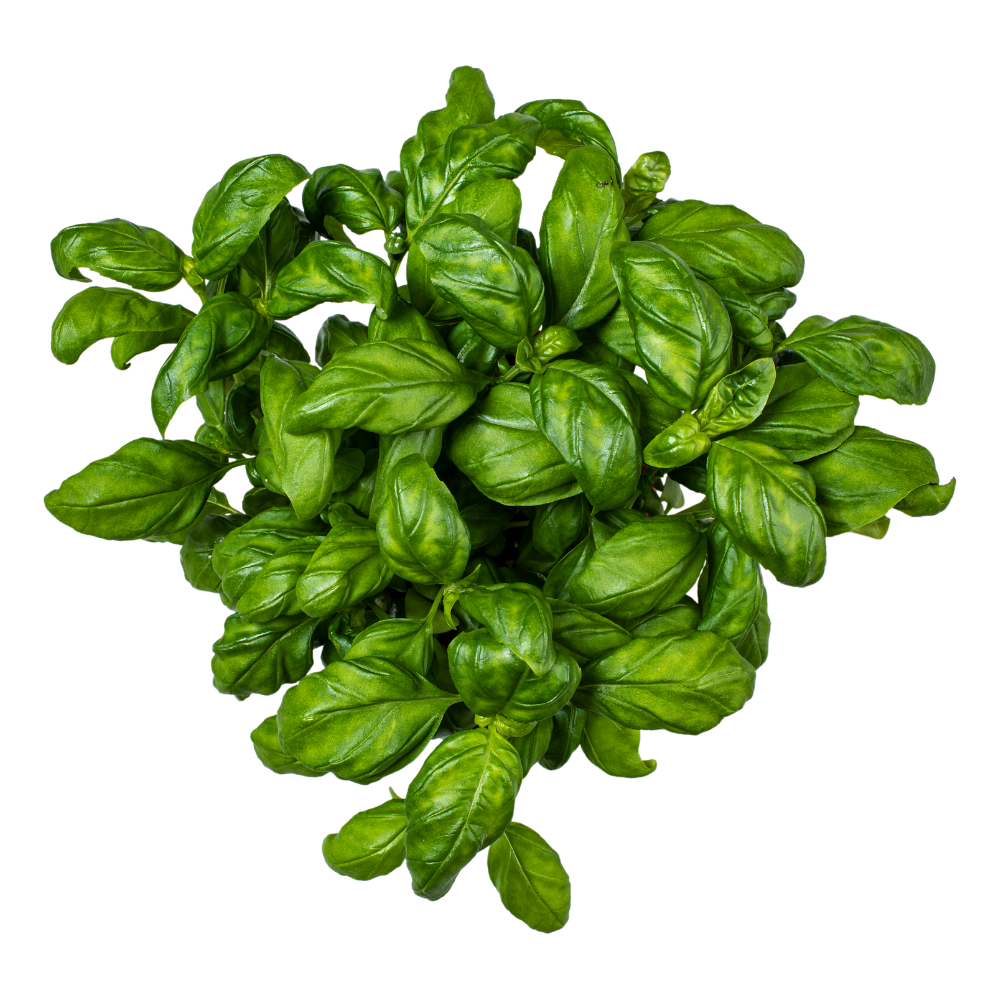 Basil Italian Hydroponically Grown